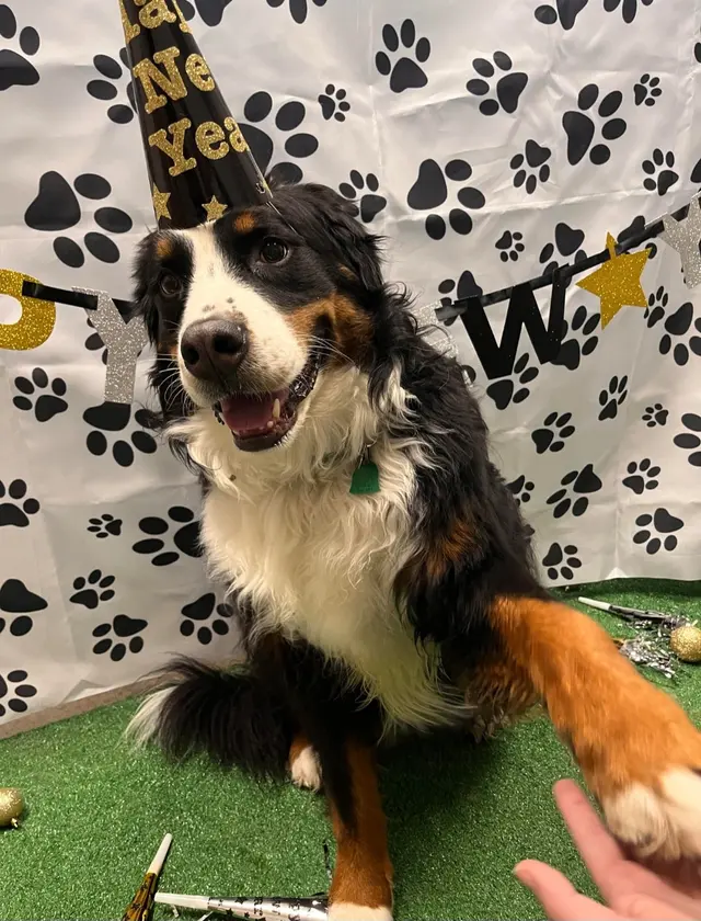 Vera's Posh Paws OKC — photo from the business 12