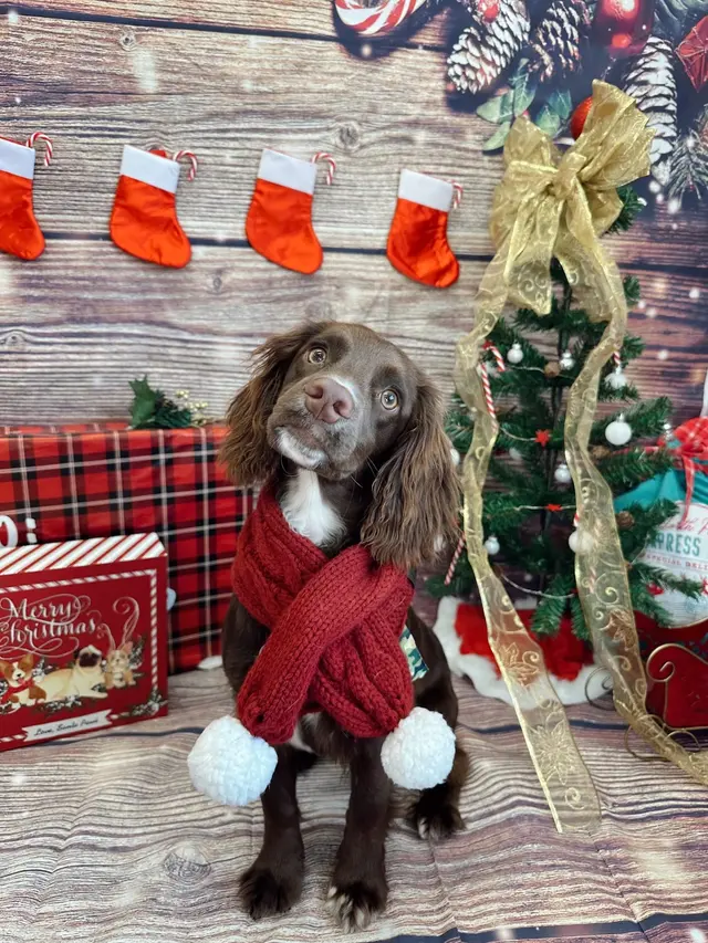 Vera's Posh Paws OKC — photo from the business 3