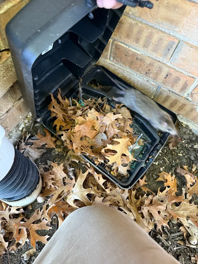 Haven Pest Solutions — photo from the business 11
