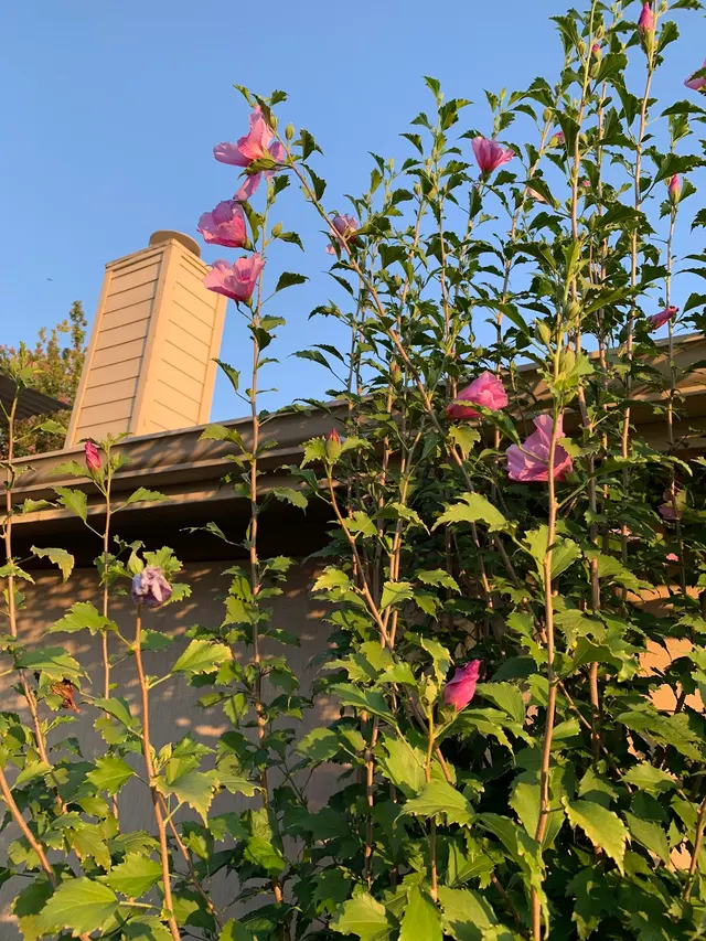 Sureguard Lawn & Pest — customer photo 11