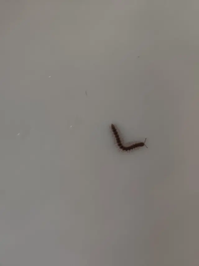 EcoStar Pest Control: Pest Control Services Near Dallas & Carrollton, TX — customer photo 12