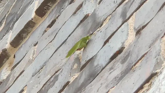 EcoStar Pest Control: Pest Control Services Near Dallas & Carrollton, TX — customer photo 10