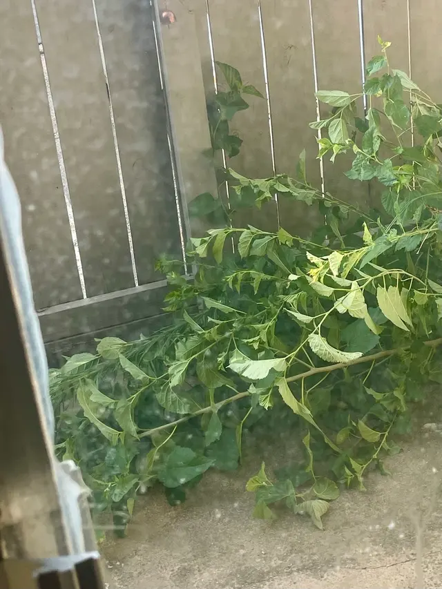 Massey Services Pest Control — customer photo 7