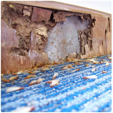 Massey Services Pest Control — photo from the business 10