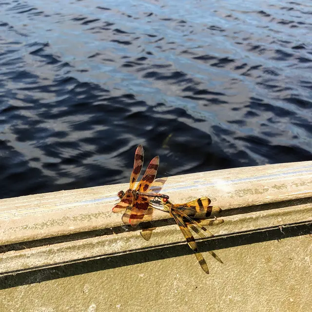 Eco-Safe Pest Control — photo from the business 10