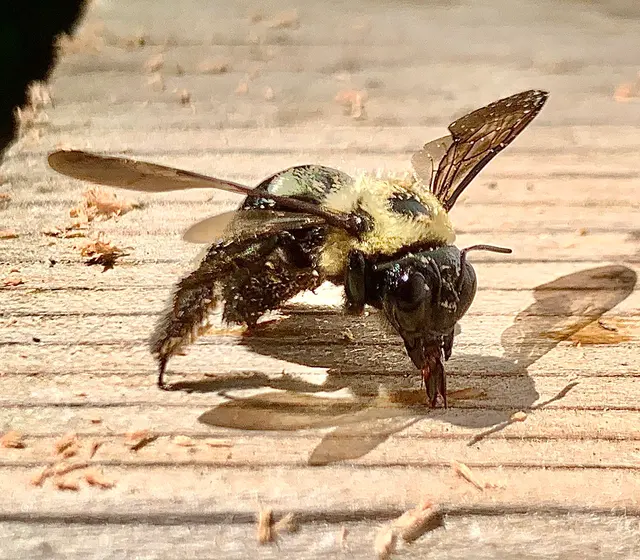 Eco-Safe Pest Control — customer photo 4