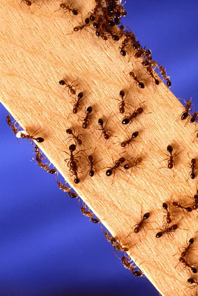 Eco-Safe Pest Control — photo from the business 6