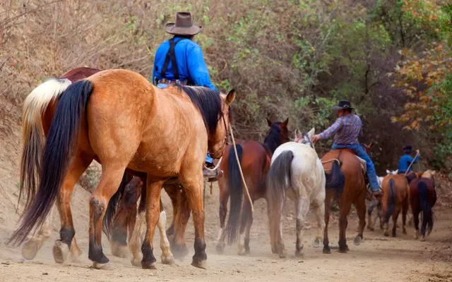 Circle Bar B Guest Ranch & Stables, Lodging and Events — photo from the business 2