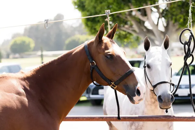 Santa Barbara Polo & Racquet Club — photo from the business 11