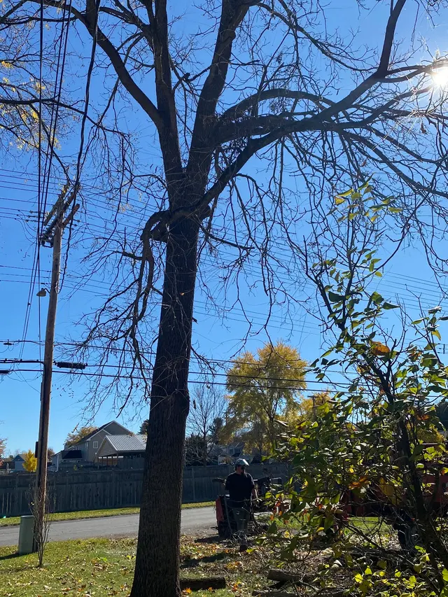 Michael Grimm Landscape & Tree Service — customer photo 6