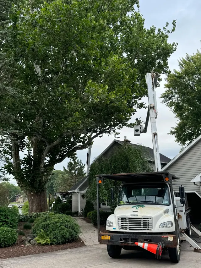 Michael Grimm Landscape & Tree Service — photo from the business 2