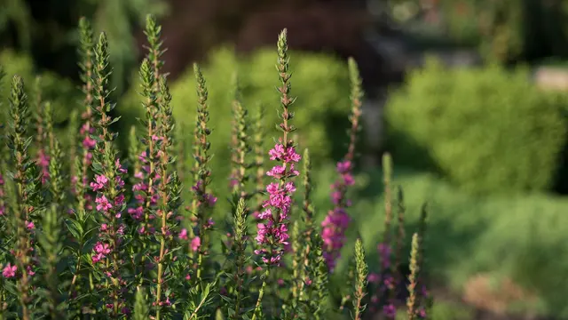 Frisella Landscape Group — photo from the business 11