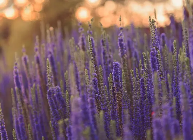Frisella Landscape Group — photo from the business 10