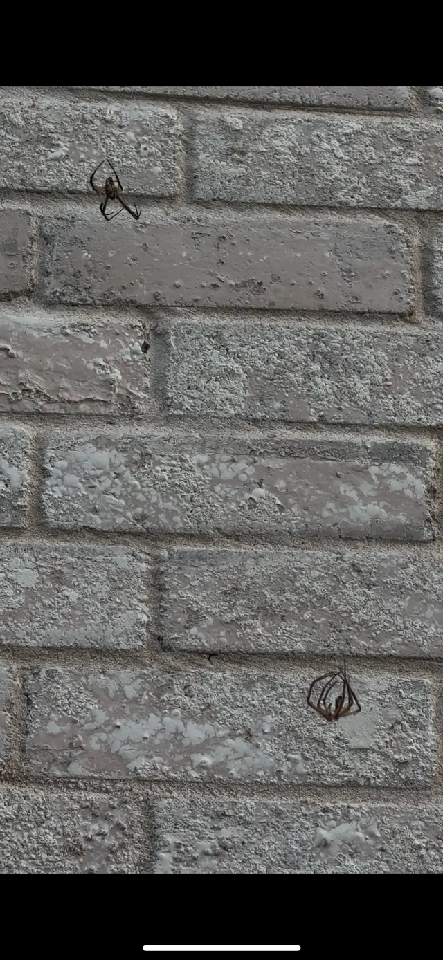 Urbanex Pest Control — customer photo 9
