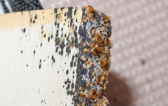 Texas Bug Slayers — photo from the business 5
