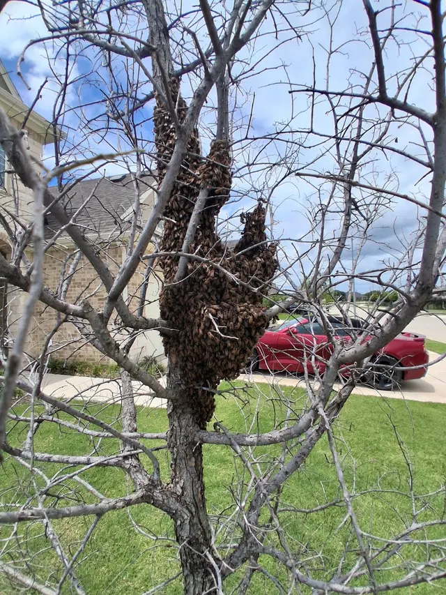 Pest Away LLC — photo from the business 10