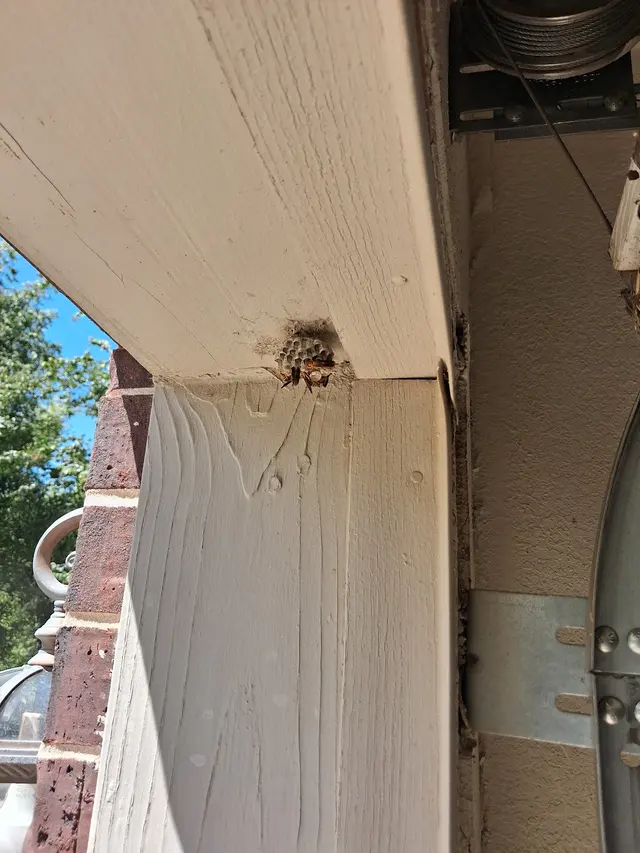 Pest Away LLC — photo from the business 5