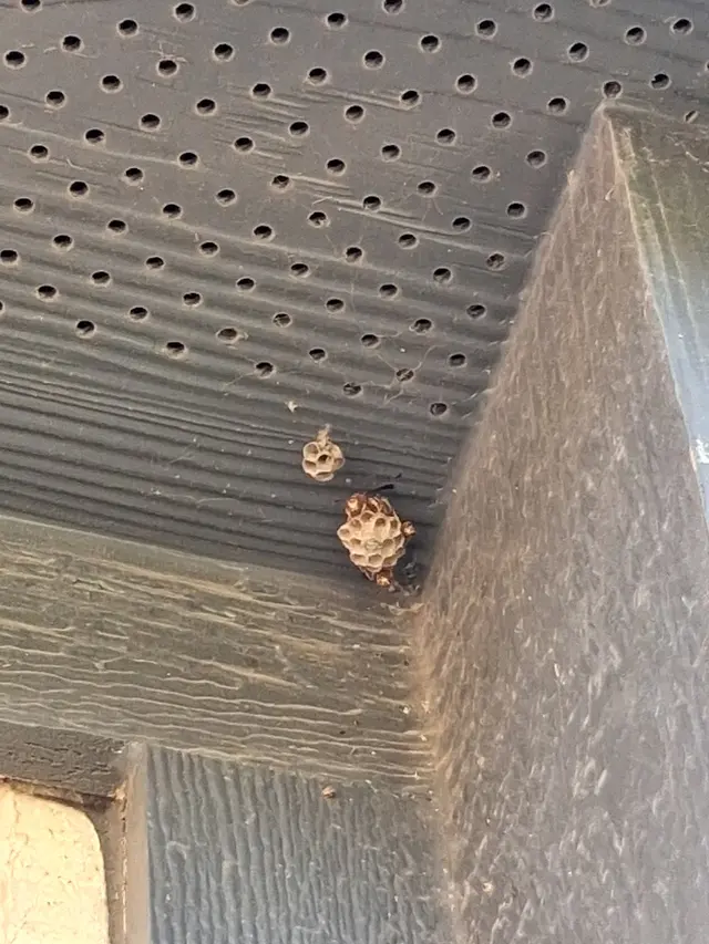 Pest Away LLC — photo from the business 7