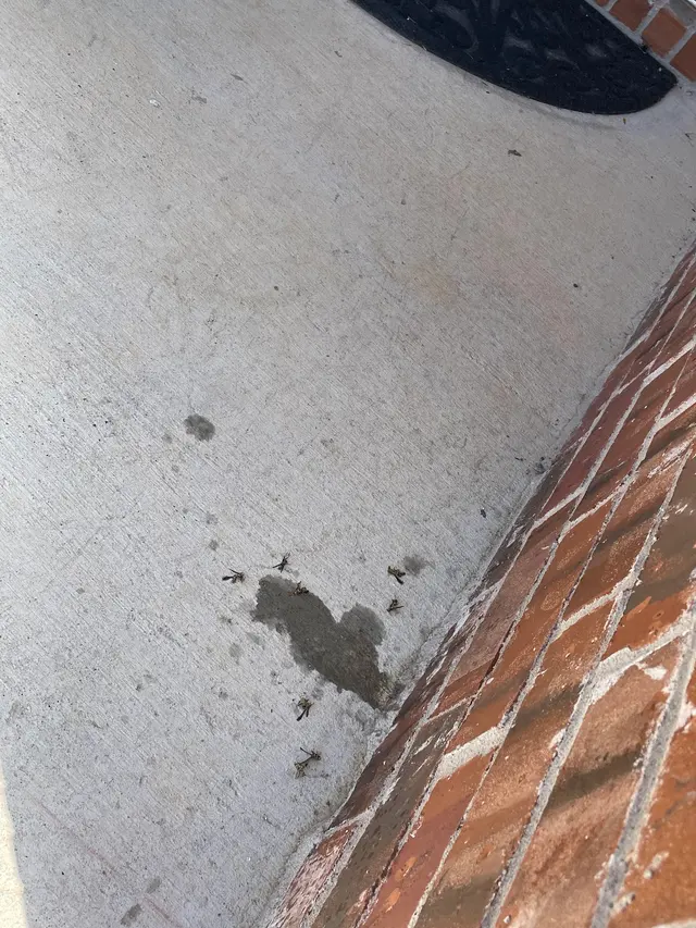 Truly Nolen Pest & Termite Control — customer photo 10