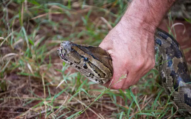 No Contract Pest Solutions - Fort Worth — photo from the business 4