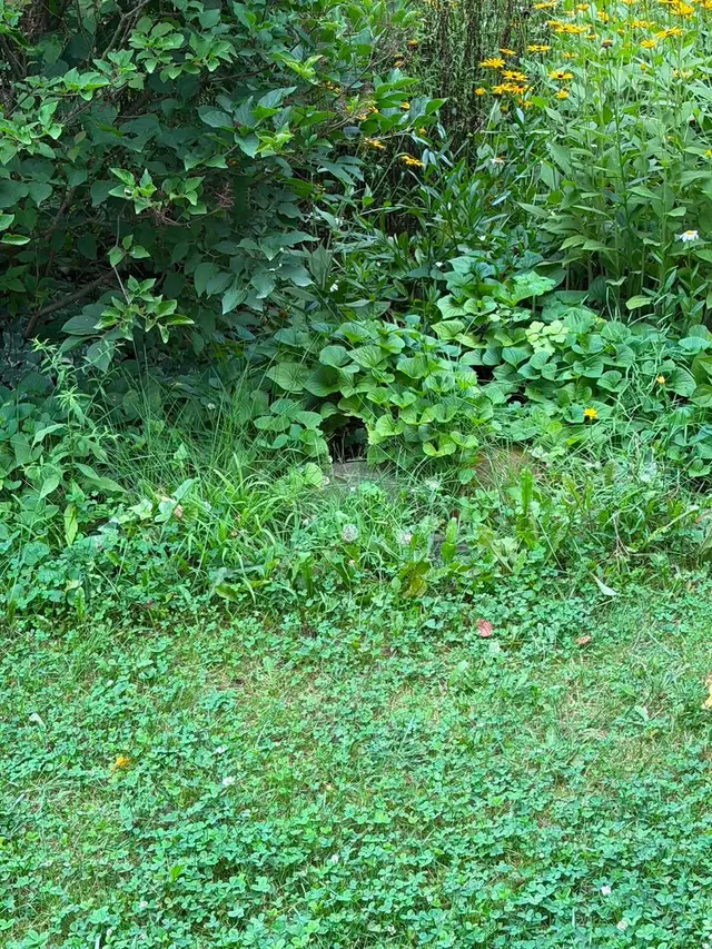 Epcon Lane Pest Control — customer photo 11
