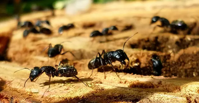 Lakewood Exterminating — photo from the business 9