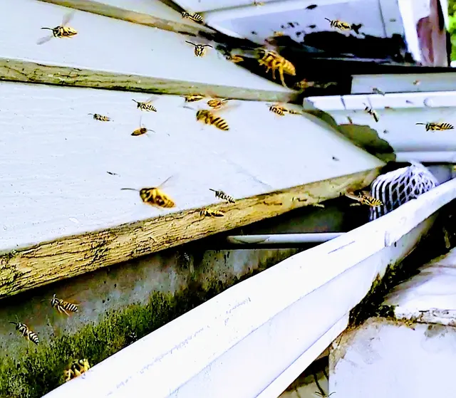 Lakewood Exterminating — photo from the business 11