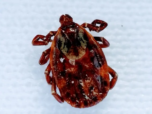 Lakewood Exterminating — photo from the business 3