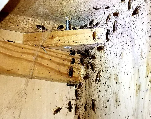 Lakewood Exterminating — photo from the business 2
