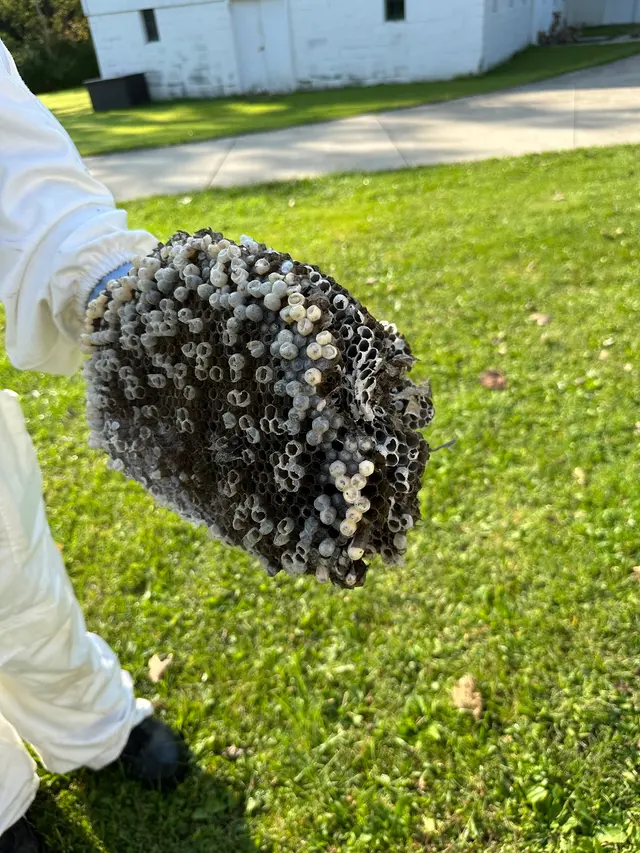 Insight Pest Solutions — customer photo 9