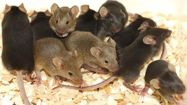 Heights Pest Control — photo from the business 5