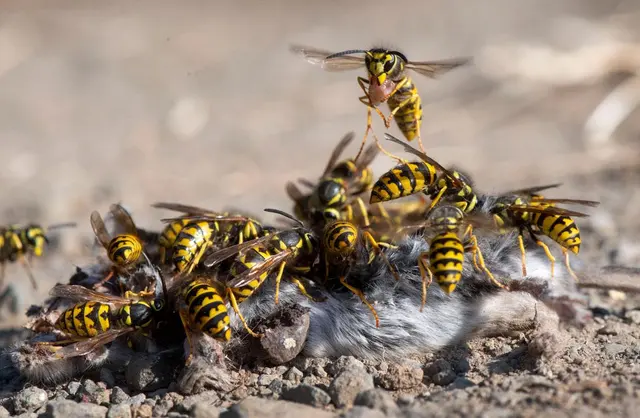 Heights Pest Control — photo from the business 4