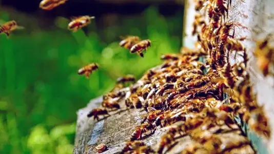 Heights Pest Control — photo from the business 9