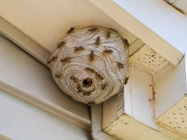 Heights Pest Control — photo from the business 10