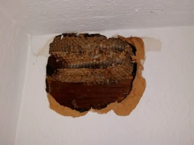 Cleveland Bee Removal — photo from the business 12