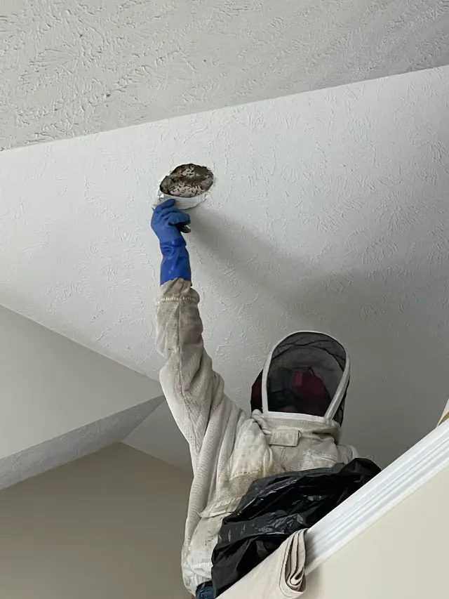 Cleveland Bee Removal — customer photo 5