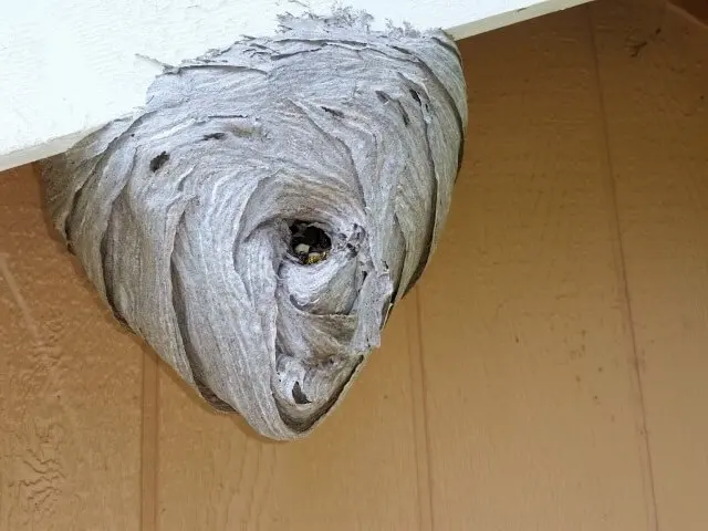 Cleveland Bee Removal — photo from the business 7