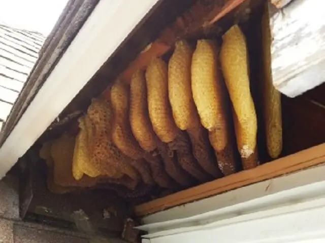 Cleveland Bee Removal — photo from the business 8