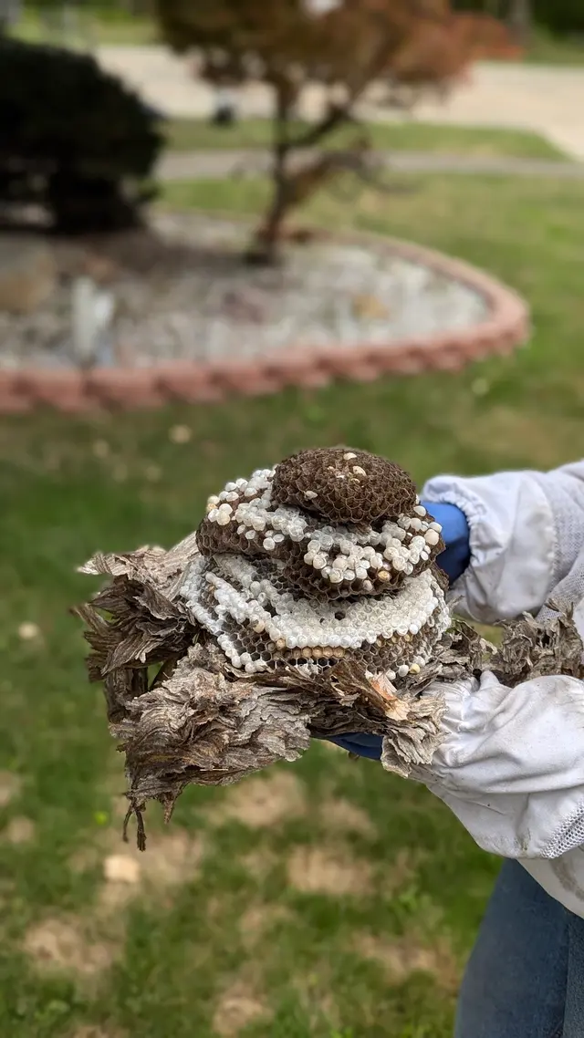 Cleveland Bee Removal — customer photo 2