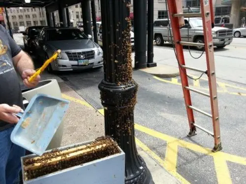 Cleveland Bee Removal — photo from the business 4