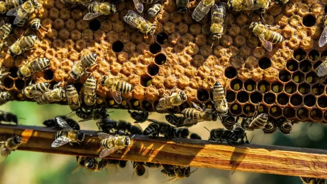 Cleveland Bee Removal — photo from the business 3