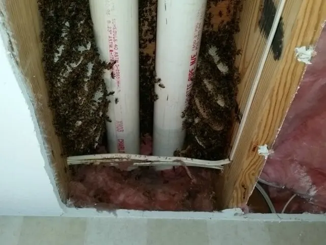 Cleveland Bee Removal — photo from the business 11