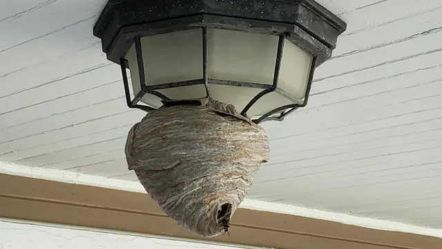 Cleveland Bee Removal — photo from the business 1