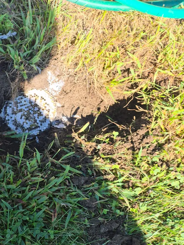 Frame's Pest Control, Inc. — customer photo 7