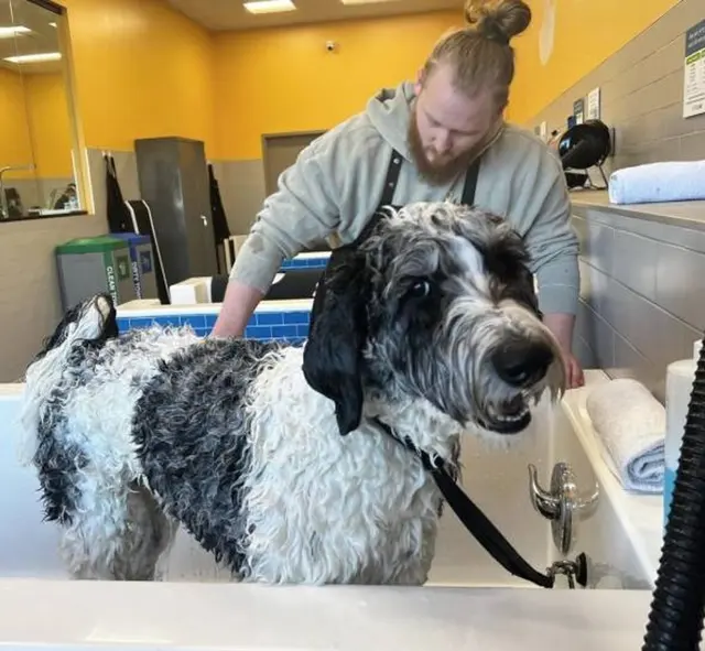Pet Evolution - Richmond, TX - Grooming | Self-Wash | Healthy Food | Mobile Nail Trim — photo from the business 1