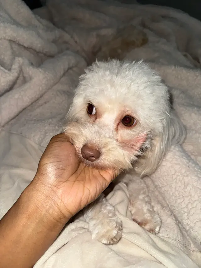 Pet Evolution - Richmond, TX - Grooming | Self-Wash | Healthy Food | Mobile Nail Trim — customer photo 5