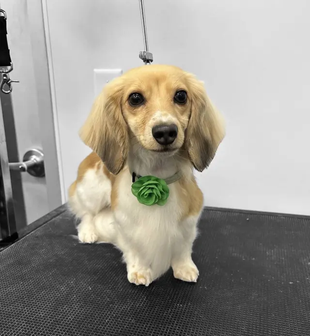 Pet Evolution - Richmond, TX - Grooming | Self-Wash | Healthy Food | Mobile Nail Trim — photo from the business 2