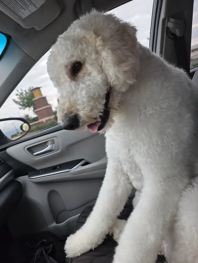 Pet Evolution - Richmond, TX - Grooming | Self-Wash | Healthy Food | Mobile Nail Trim — customer photo 4