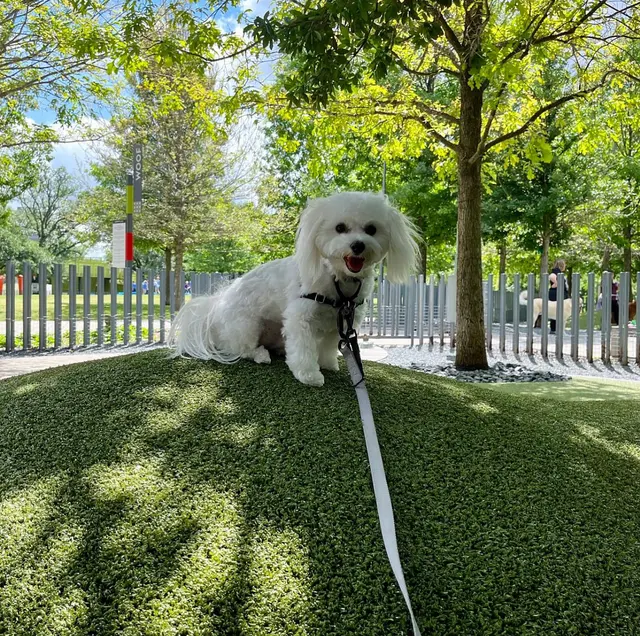 Beyond the Dog, LLC — customer photo 8