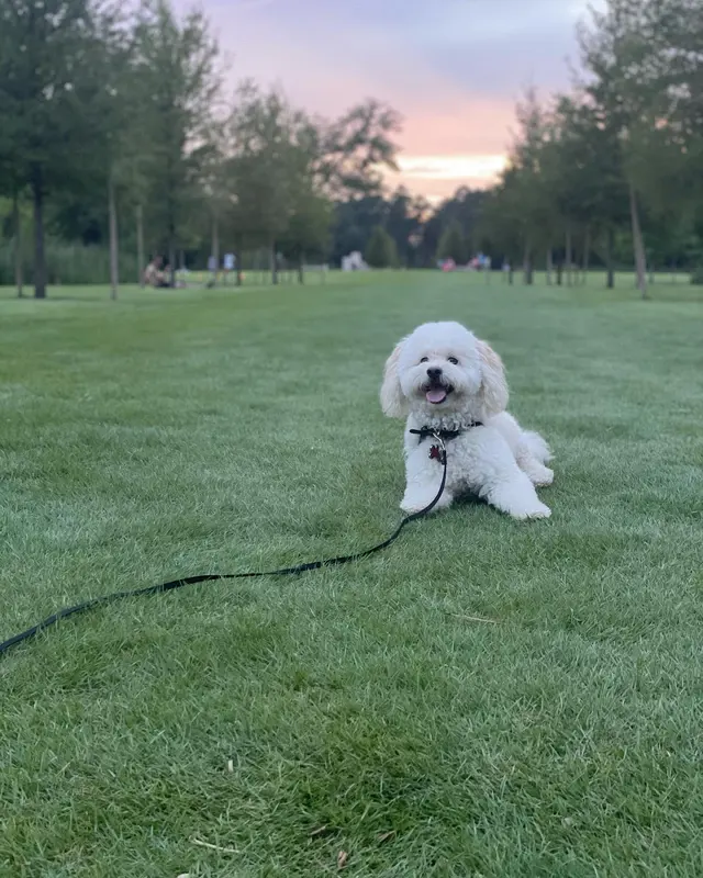 Beyond the Dog, LLC — photo from the business 2